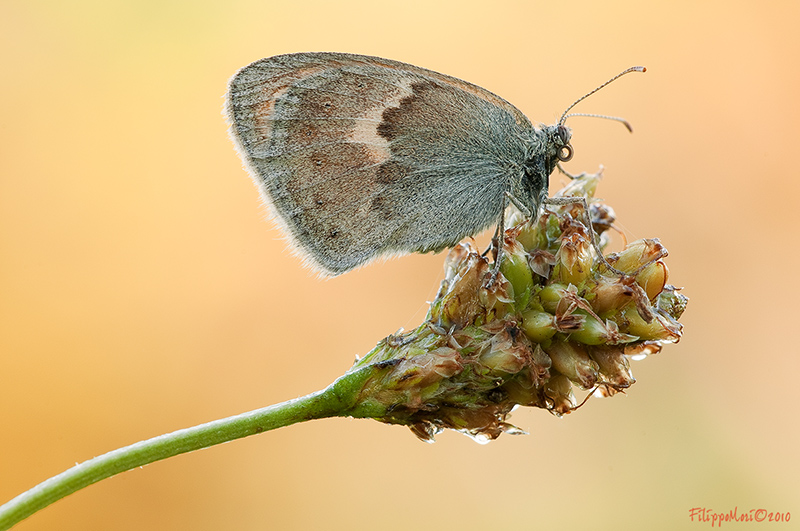 Conferma ID - Coenonympha pamphilus